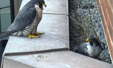 A New Family of Peregrine Falcons Expected for Mother’s Day